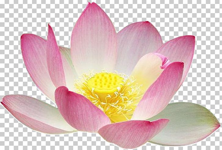 Nelumbo Nucifera Lotus Seed PNG, Clipart, Aquatic Plant, Blossom, Clip Art, Computer Icons, Drawing Free PNG Download