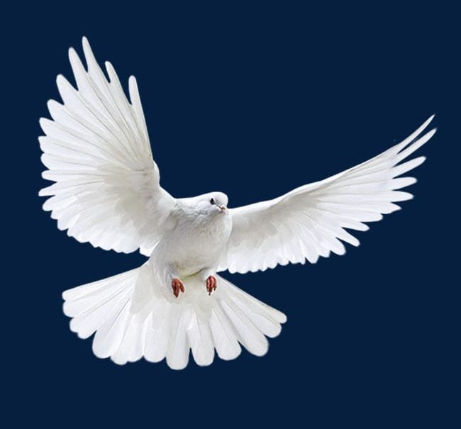White Dove PNG, Clipart, Birds, Dove Clipart, Fly, Pigeon, Pigeons Free PNG Download