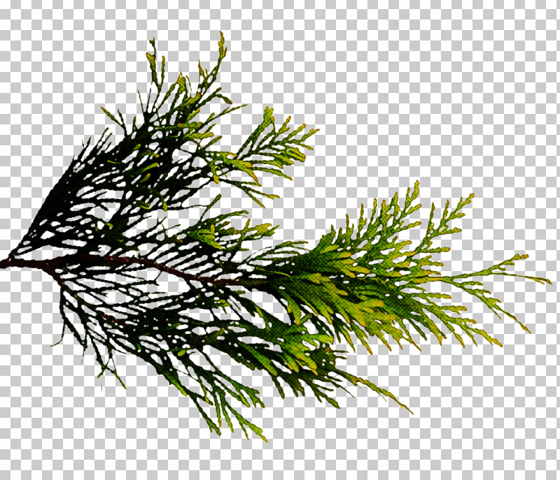 White Pine Plant Jack Pine Lodgepole Pine Red Juniper PNG, Clipart, American Larch, Branch, Clubmoss, Conifer, Cypress Family Free PNG Download