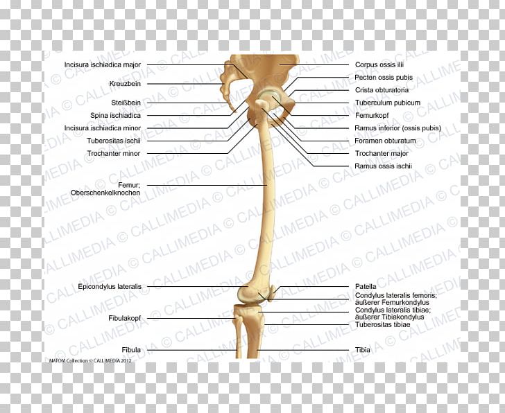 Bone Shoulder Knee Femur Hip PNG, Clipart, Angle, Arm, Bone, Diagram, Femur Free PNG Download