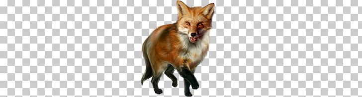 Fox PNG, Clipart, Fox Free PNG Download