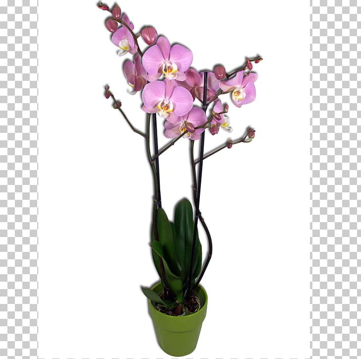 Moth Orchids Le Phalaenopsis: La Préférée Des Orchidées Cut Flowers PNG, Clipart, Artificial Flower, Bouquet Of Orchids, Branch, Butterflies And Moths, Cattleya Free PNG Download
