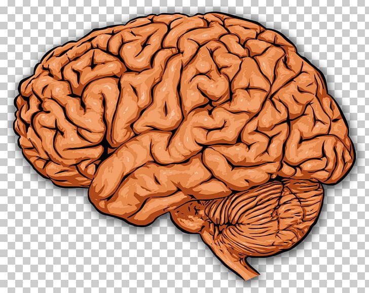 The Prefrontal Cortex Human Brain Cerebral Cortex PNG, Clipart, Basal Ganglia, Brain, Cerebral Cortex, Cognition, Dorsolateral Prefrontal Cortex Free PNG Download