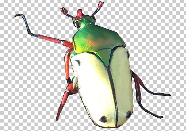 Beetle Eudicella Euthalia Eudicella Hereroensis Barons PNG, Clipart, Adult, Animals, Arthropod, Beetle, Dresden Free PNG Download