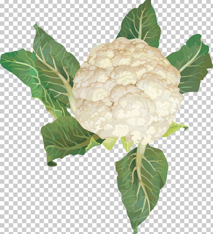 Cauliflower Cabbage Vegetable PNG, Clipart, Brassica Oleracea, Broccoli, Cabbage, Cauliflower, Cruciferous Vegetables Free PNG Download