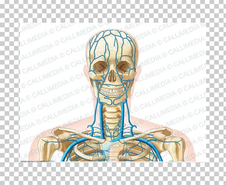 Ear Bone Human Anatomy Head Human Skeleton PNG, Clipart, Anatomy, Arm, Bone, Ear, Face Free PNG Download