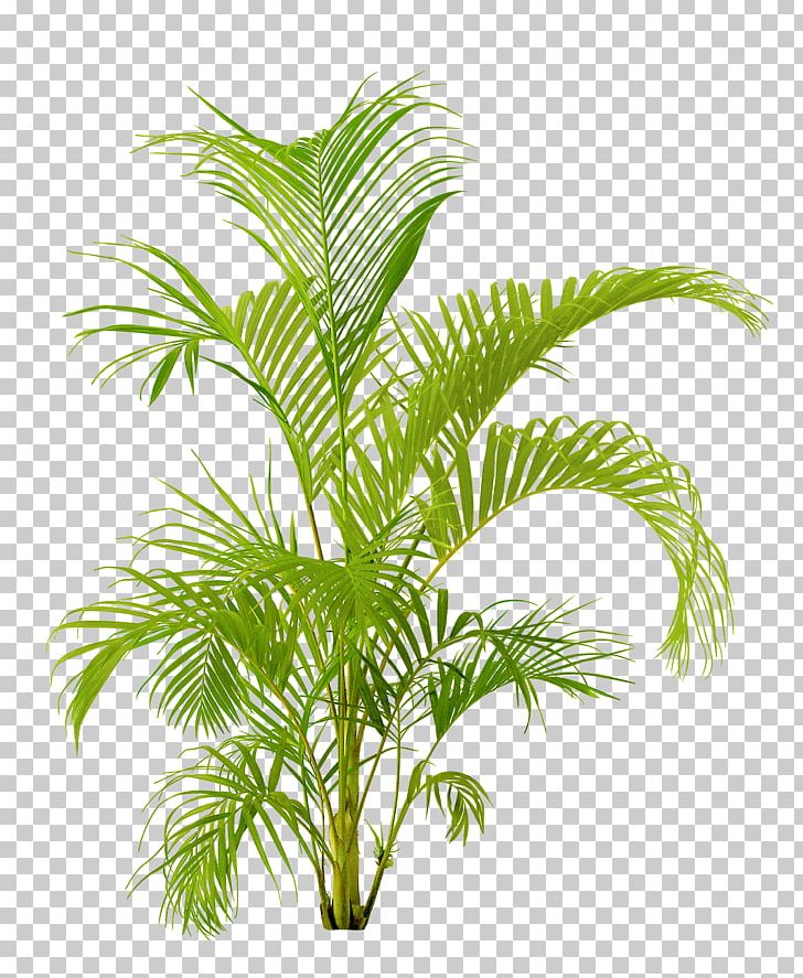 Houseplant Flowerpot PNG, Clipart, Arecaceae, Arecales, Attalea Speciosa, Branch, Ceramic Free PNG Download