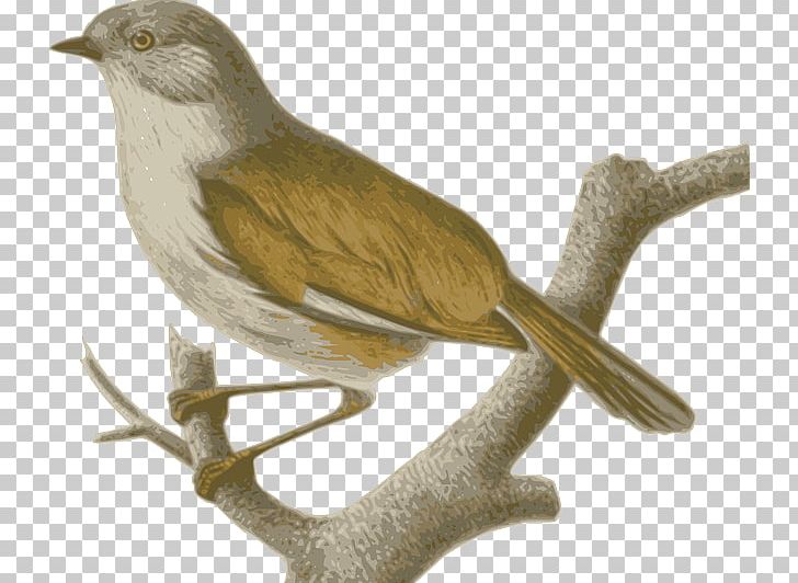 Sparrow Birds Of The World: Recommended English Names Old World Babbler Phylloscopidae PNG, Clipart, Animal, Animals, Bird, Chordata, Cuculiformes Free PNG Download