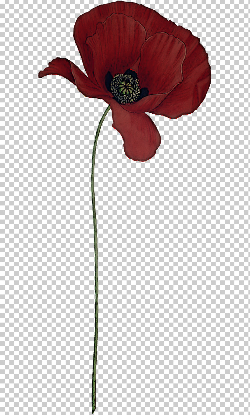 Flower Red Plant Corn Poppy Coquelicot PNG, Clipart, Anemone, Coquelicot, Corn Poppy, Cut Flowers, Flower Free PNG Download