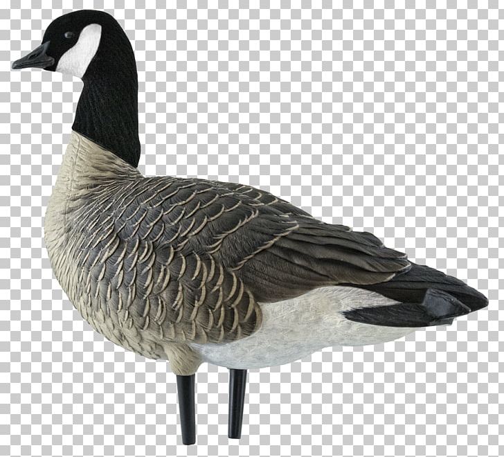 Canada Goose Duck Decoy PNG, Clipart, Anatidae, Animals, Anseriformes, Beak, Bird Free PNG Download
