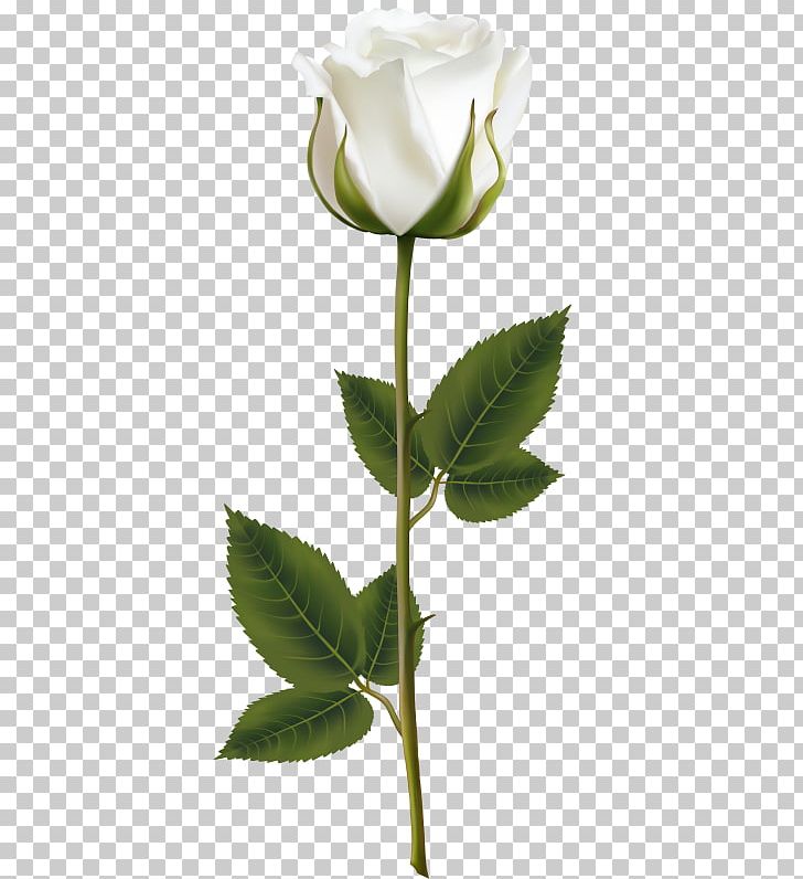 Open Rose Portable Network Graphics PNG, Clipart, Art, Bud, Cut Flowers, Flower, Flowering Plant Free PNG Download