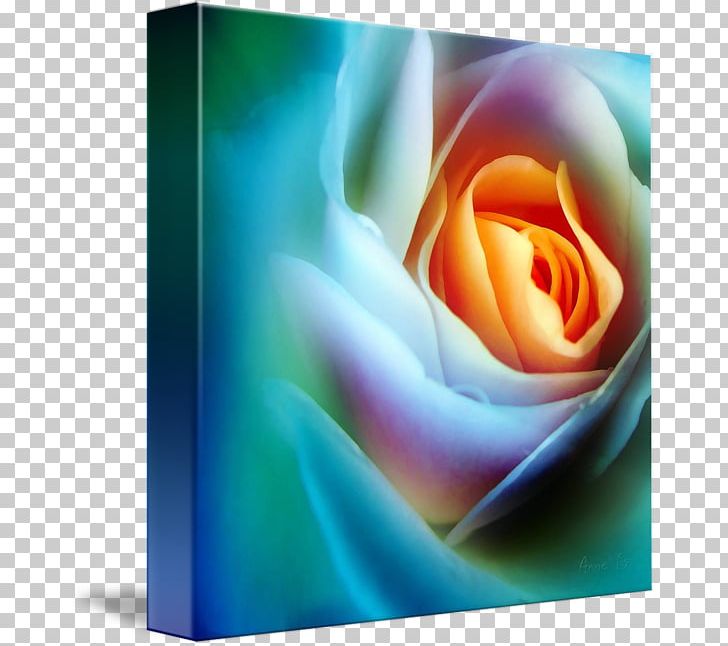 Rainbow Rose Garden Roses Kind Rosaceae PNG, Clipart, Art, Canvas, Celebrities, Computer Wallpaper, Flower Free PNG Download