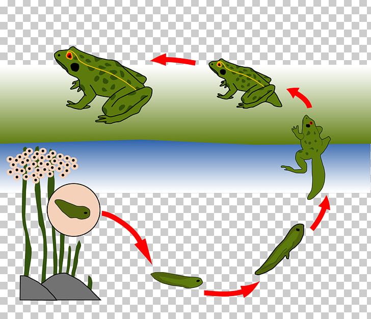 Toad True Frog Biological Life Cycle Tree Frog PNG, Clipart, Amphibian, Animal, Biological Life Cycle, Craft, Fauna Free PNG Download