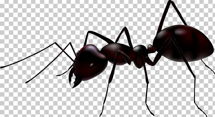 Ant Stock Photography Illustration PNG, Clipart, Ant, Ant Colony, Ant Png, Ants, Arthropod Free PNG Download