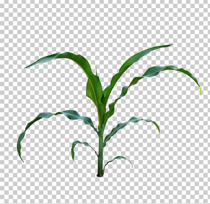 Corn On The Cob Maize Baby Corn Field Corn PNG, Clipart, Apply, Autumn Leaves, Banana Leaves, Branch, Bumper Free PNG Download