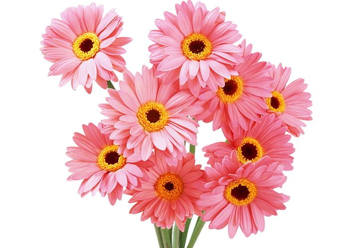 Flower Bouquet U041du0430u0442u044fu0436u043du0430 U0441u0442u0435u043bu044f Floristry PNG, Clipart, Annual Plant, Artificial Flower, Birthday, Blume, Color Free PNG Download
