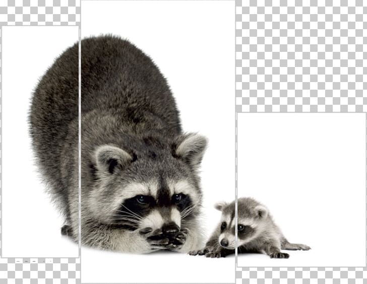 Raccoon Portable Network Graphics Laughlin's Pest Control Child PNG, Clipart,  Free PNG Download