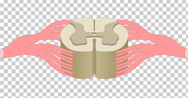 Spinal Cord Anterior Grey Column Central Canal Anatomy Central Nervous System PNG, Clipart, Anatomy, Angle, Anterior Grey Column, Central Canal, Cross Section Free PNG Download