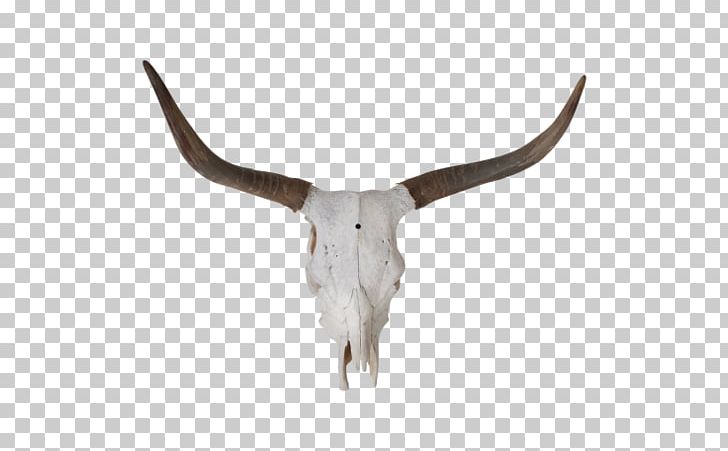 Texas Longhorn English Longhorn Fleckvieh Zebu Goat PNG, Clipart, Animals, Antelope, Antler, Bone, Bull Free PNG Download