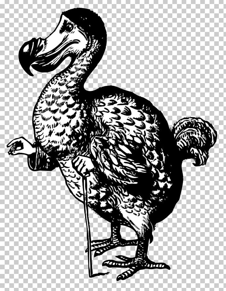 Alice's Adventures In Wonderland Dodo Cheshire Cat The Mad Hatter PNG, Clipart, Bird, Chicken, Fauna, Fowl, Galliformes Free PNG Download