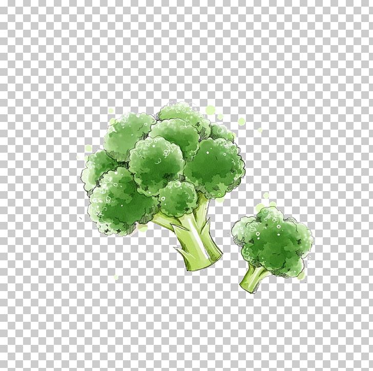 Broccoli Vegetable PNG, Clipart, Broccoli, Capsicum Annuum, Carrot, Cartoon, Drawing Free PNG Download