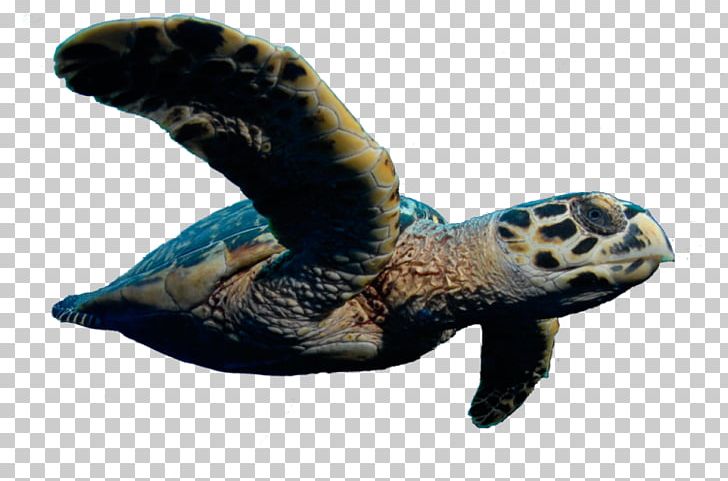 Loggerhead Sea Turtle Reptile Tortoise PNG, Clipart, Caretta, Cayman Turtle Centre, Endangered Sea Turtles, Endangered Species, Fauna Free PNG Download
