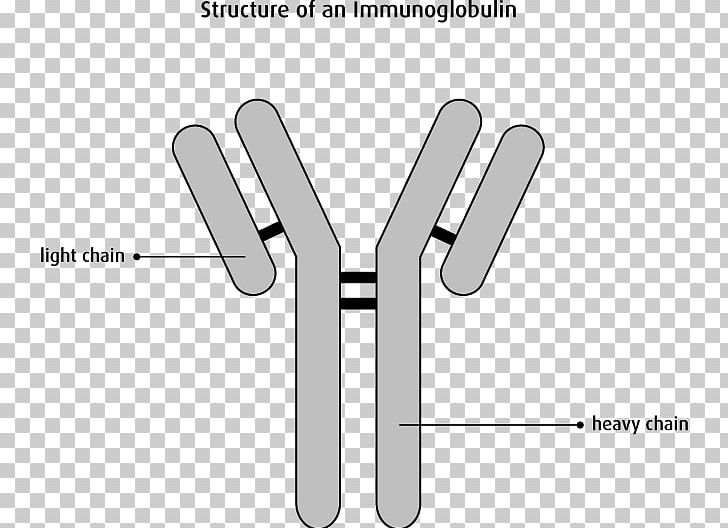 Monoclonal Antibody Immunoglobulin Light Chain Plasma Cell Myeloma Protein PNG, Clipart, Angle, Antibody, Black And White, Blood, Brand Free PNG Download