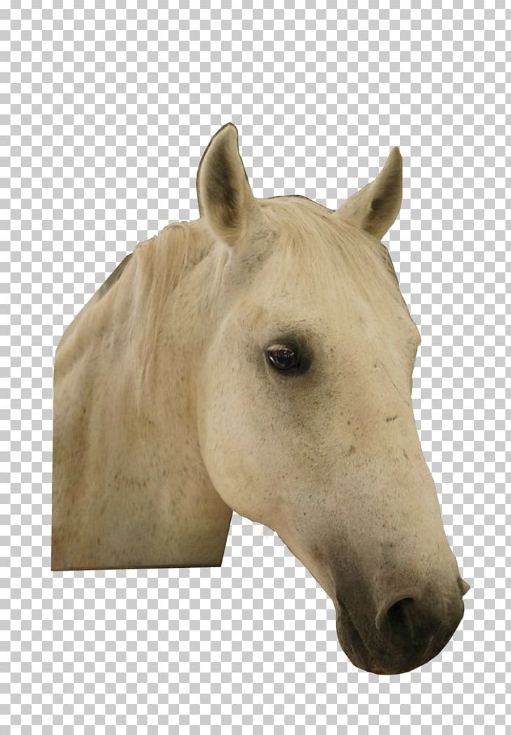 Horse Symbol PNG, Clipart, Animal, Animals, App Store, Bridle, Download Free PNG Download