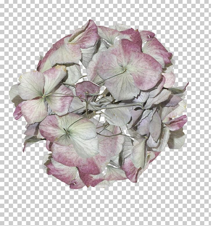 Hydrangea Cut Flowers Petal Pink M PNG, Clipart, Cornales, Cut Flowers, Flower, Flowering Plant, Hydrangea Free PNG Download