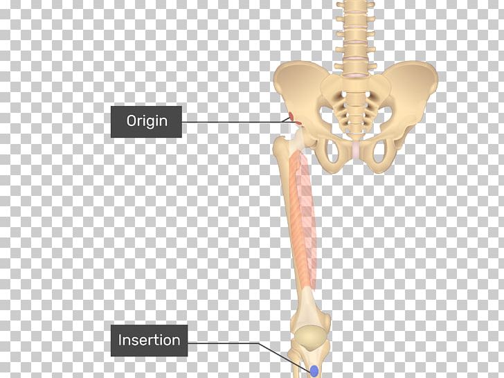 Pectineus Muscle Anatomy Gracilis Muscle Sartorius Muscle Adductor Longus Muscle PNG, Clipart, Adductor Longus Muscle, Adductor Magnus Muscle, Adductor Muscles Of The Hip, Anatomy, Arm Free PNG Download