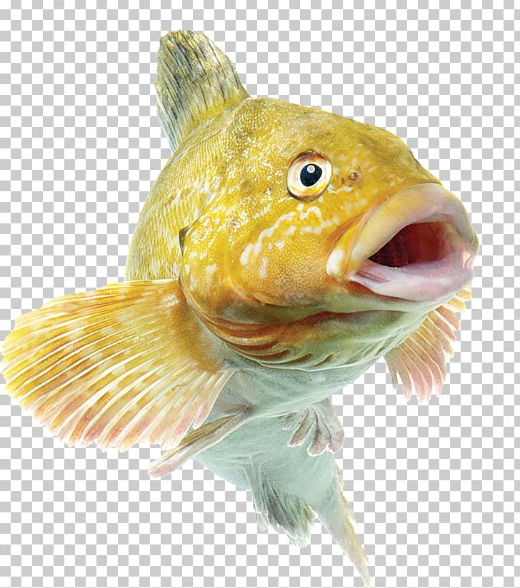 Common Carp Fishing Bait Angling PNG, Clipart, Angling, Animal, Animals, Animal Source Foods, Bony Fish Free PNG Download