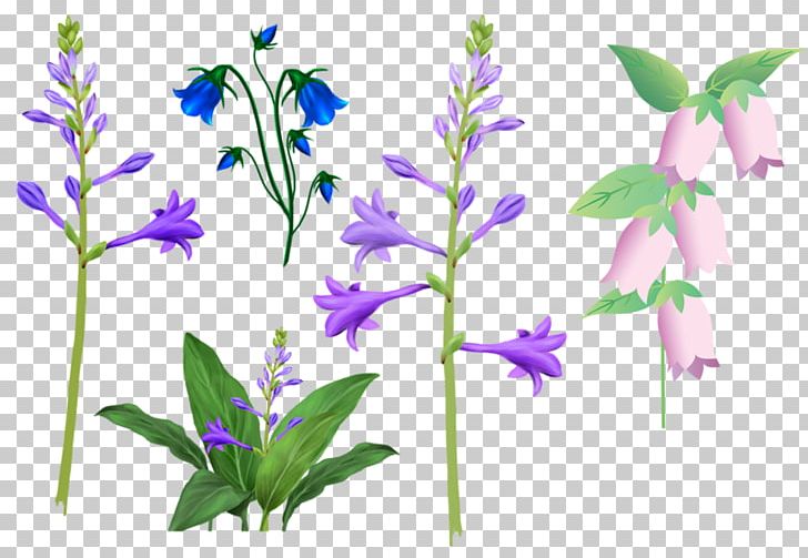 Lily Of The Valley PNG, Clipart, Bellflower Family, Branch, Download, Drawing, Euclidean Vector Free PNG Download