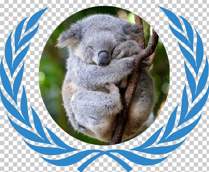 Model United Nations Flag Of The United Nations Harvard International Relations Council Organization PNG, Clipart, Animals, Fauna, Koala, Mammal, Snout Free PNG Download