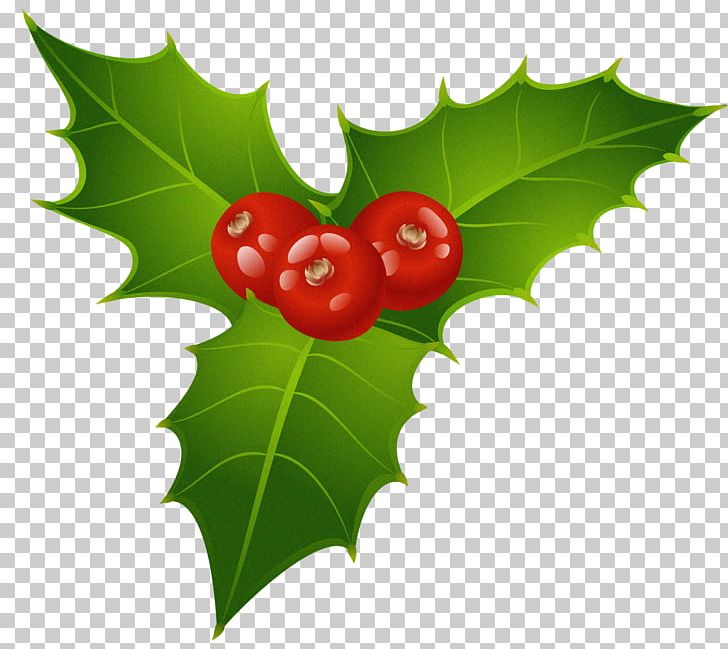 Mistletoe Phoradendron Tomentosum Christmas PNG, Clipart, Aquifoliaceae, Aquifoliales, Berry, Christmas, Copyright Free PNG Download