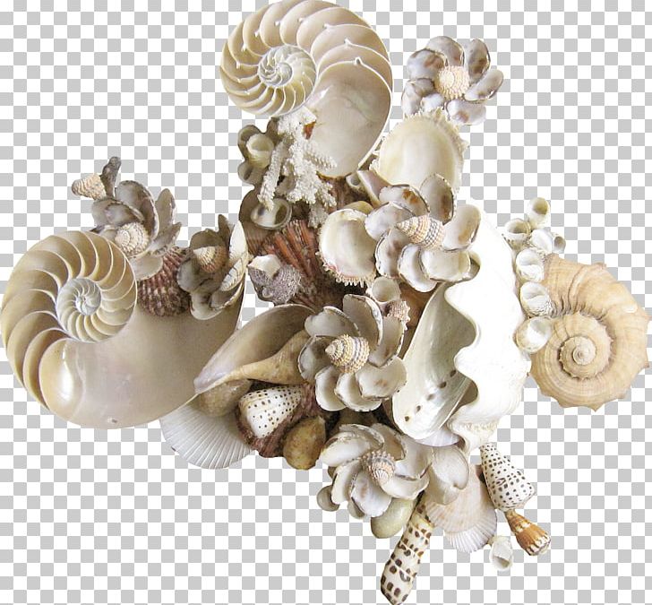 Seashell Drawing Raster Graphics PNG, Clipart, Animals, Clams, Composition, Conchology, Drawing Free PNG Download