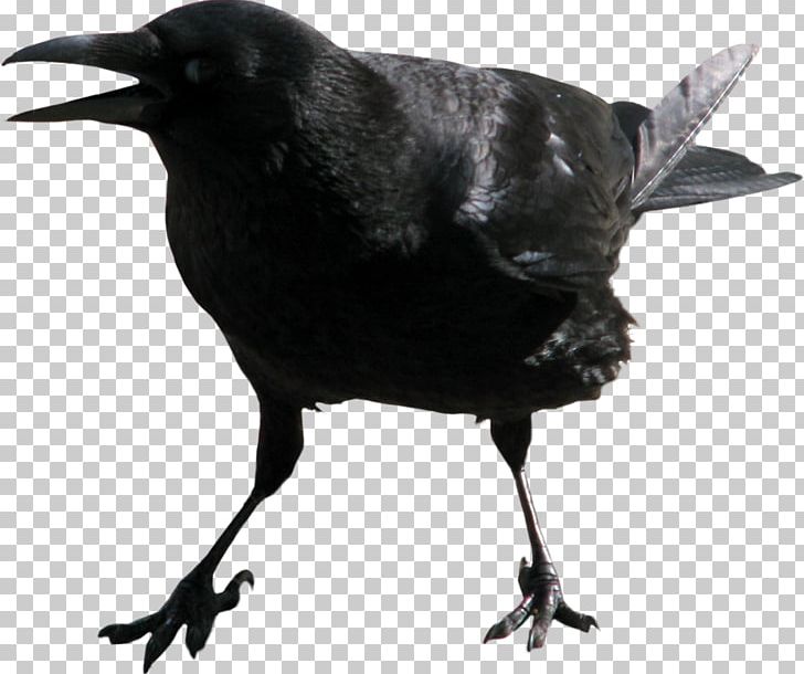 Crow Family PNG, Clipart, American Crow, Animals, Beak, Bird, Black And White Free PNG Download