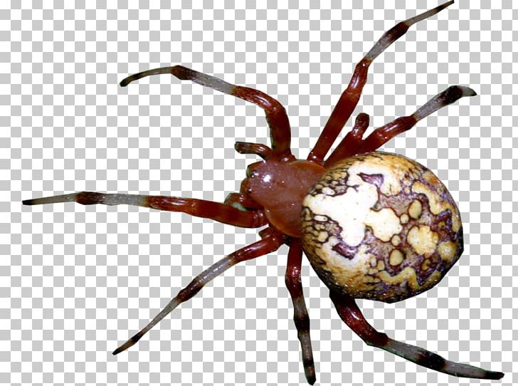 European Garden Spider Widow Spiders Animal Arthropod PNG, Clipart, Angulate Orbweavers, Animal, Arachnid, Araneus, Arthropod Free PNG Download