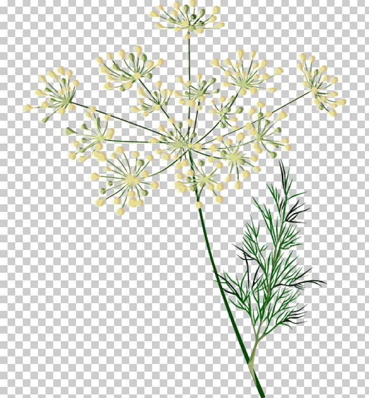 Herb Cow Parsley Watercolor Painting Dill Spice PNG, Clipart, Anthriscus, Basil, Branch, Caraway, Common Sage Free PNG Download