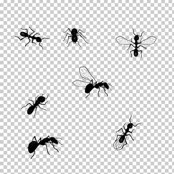 Honey Bee Graphics Illustration Drawing PNG, Clipart, Ant, Arthropod, Bee, Bigstock, Black And White Free PNG Download