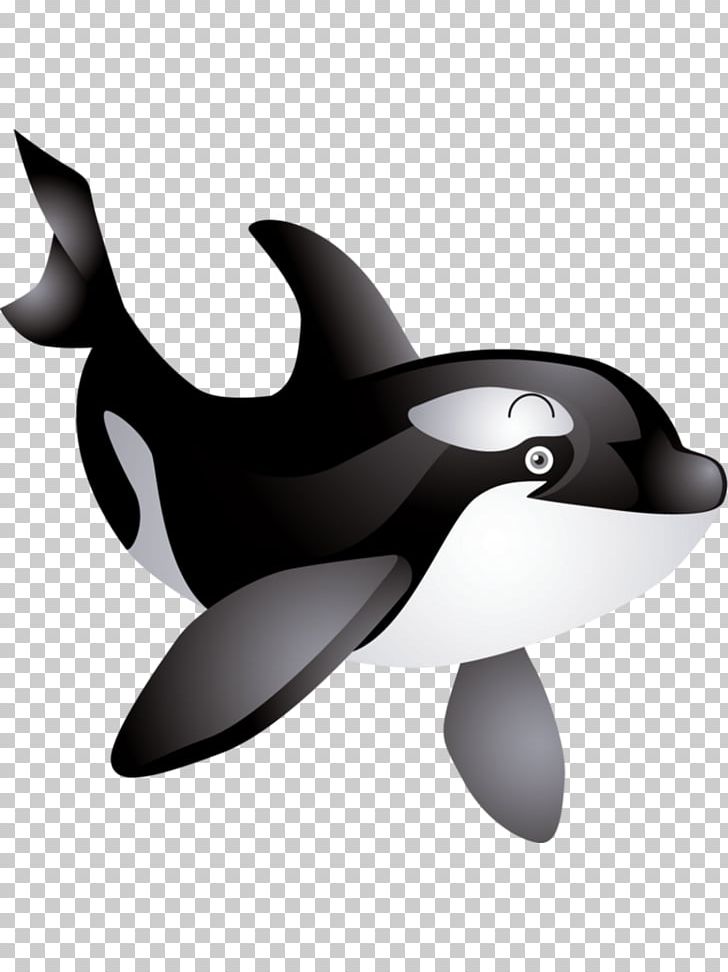 Killer Whale Baby Whale PNG, Clipart, Animals, Baby, Baby Whale, Beak, Black And White Free PNG Download