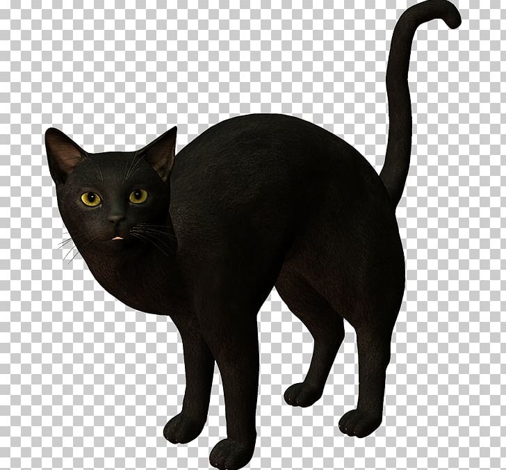 Black Cat Korat Kitten PNG, Clipart, Animals, Asian, Black, Black Cat, Bombay Free PNG Download
