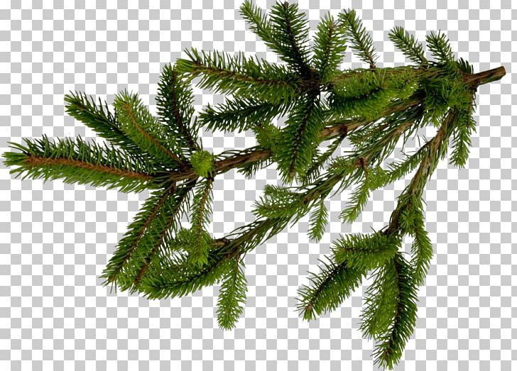 Fir Spruce Pine Conifers Tree PNG, Clipart, Aromatherapy, Biome, Black Friday, Branch, Chai Free PNG Download