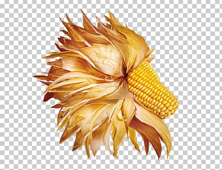 Food Photography Photographer Advertising Photo-essay PNG, Clipart, Advertising, Cartoon Corn, Commodity, Cooking, Corn Free PNG Download