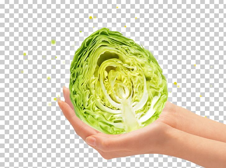 Fruit Vegetable Graphic Design PNG, Clipart, Arm, Bucatini, Cabbage, Children Holding Hands, Chinese Cabbage Free PNG Download