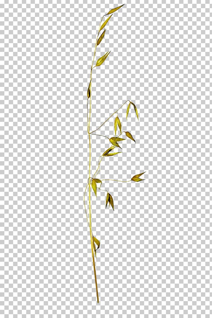 Twig Plant Stem Grasses Leaf Family PNG, Clipart, Autumn, Branch, Family, Flora, Golden Free PNG Download