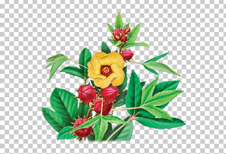 Hibiscus Tea Herbal Tea Tea Bag PNG, Clipart, Caffeine, Camellia Sinensis, Cut Flowers, Drink, Flavor Free PNG Download