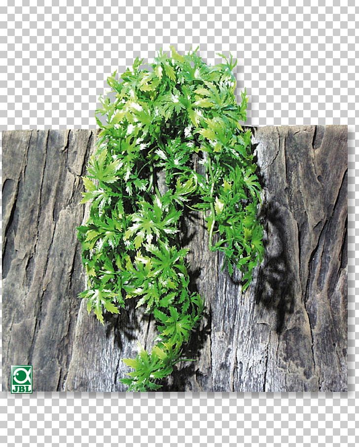 Reptile Terrarium JBL Plant Plastic PNG, Clipart, Amphibian, Aquarium, Aquatic Plants, Cannabis, Centimeter Free PNG Download