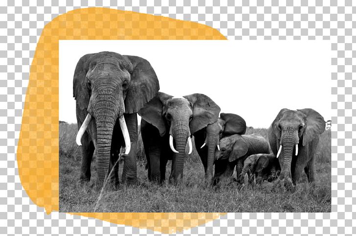 African Elephant Indian Elephant Wildlife The Big Five For Life Elephantidae PNG, Clipart, African Elephant, Animal, Black And White, David Sheldrick, Elephant Free PNG Download
