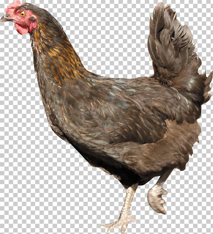 Chicken PNG, Clipart, Chicken Free PNG Download