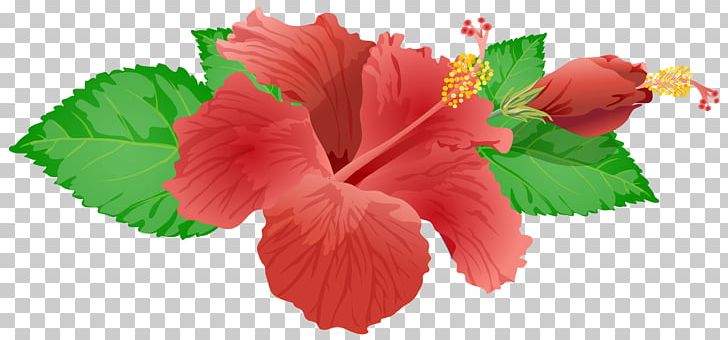 Flower PNG, Clipart, Art, Chinese Hibiscus, Color, Floral Design, Flower Free PNG Download